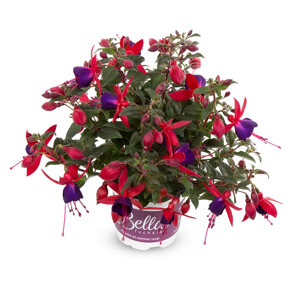 Fuchsia 'Bella'