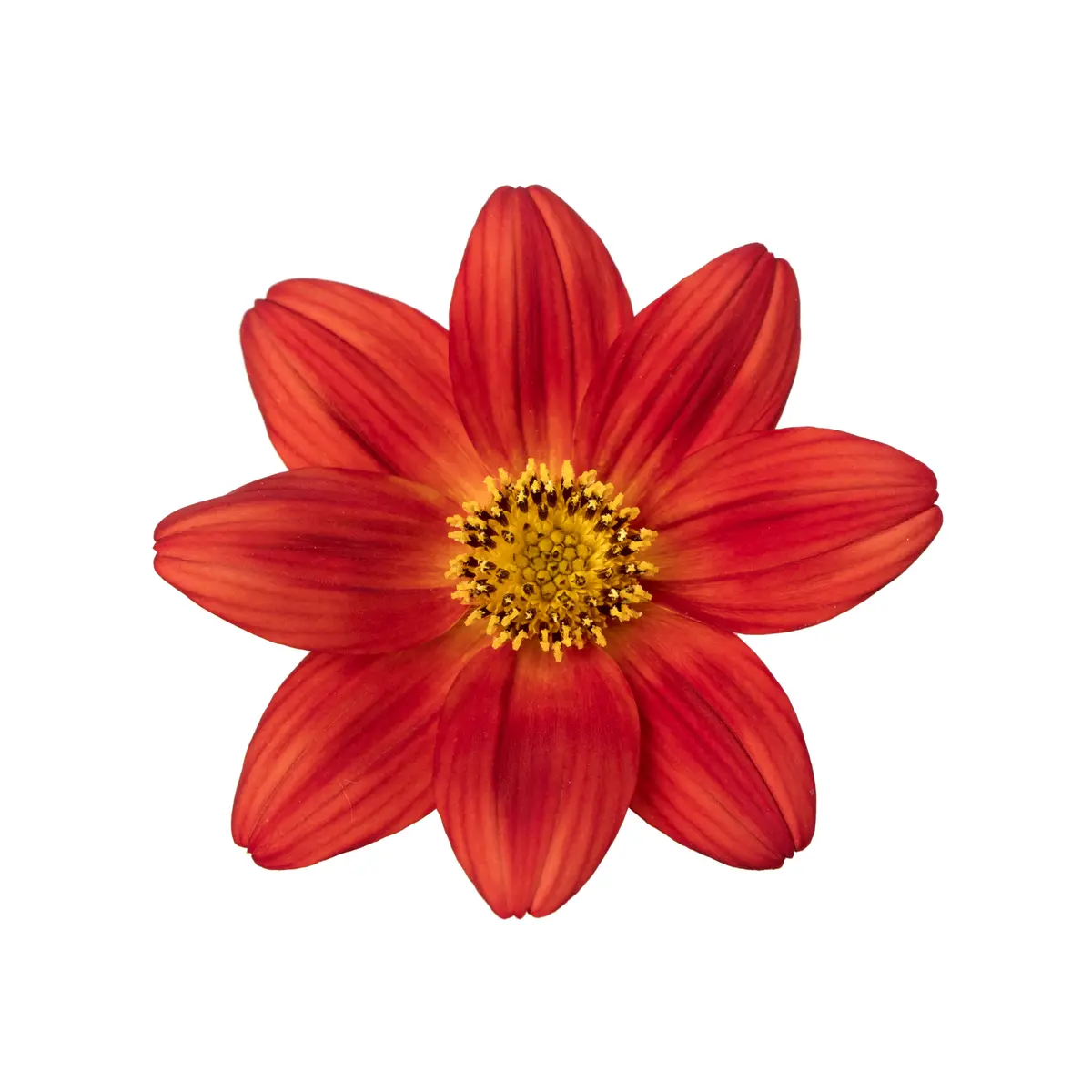 Bidens 'Rising Sun’