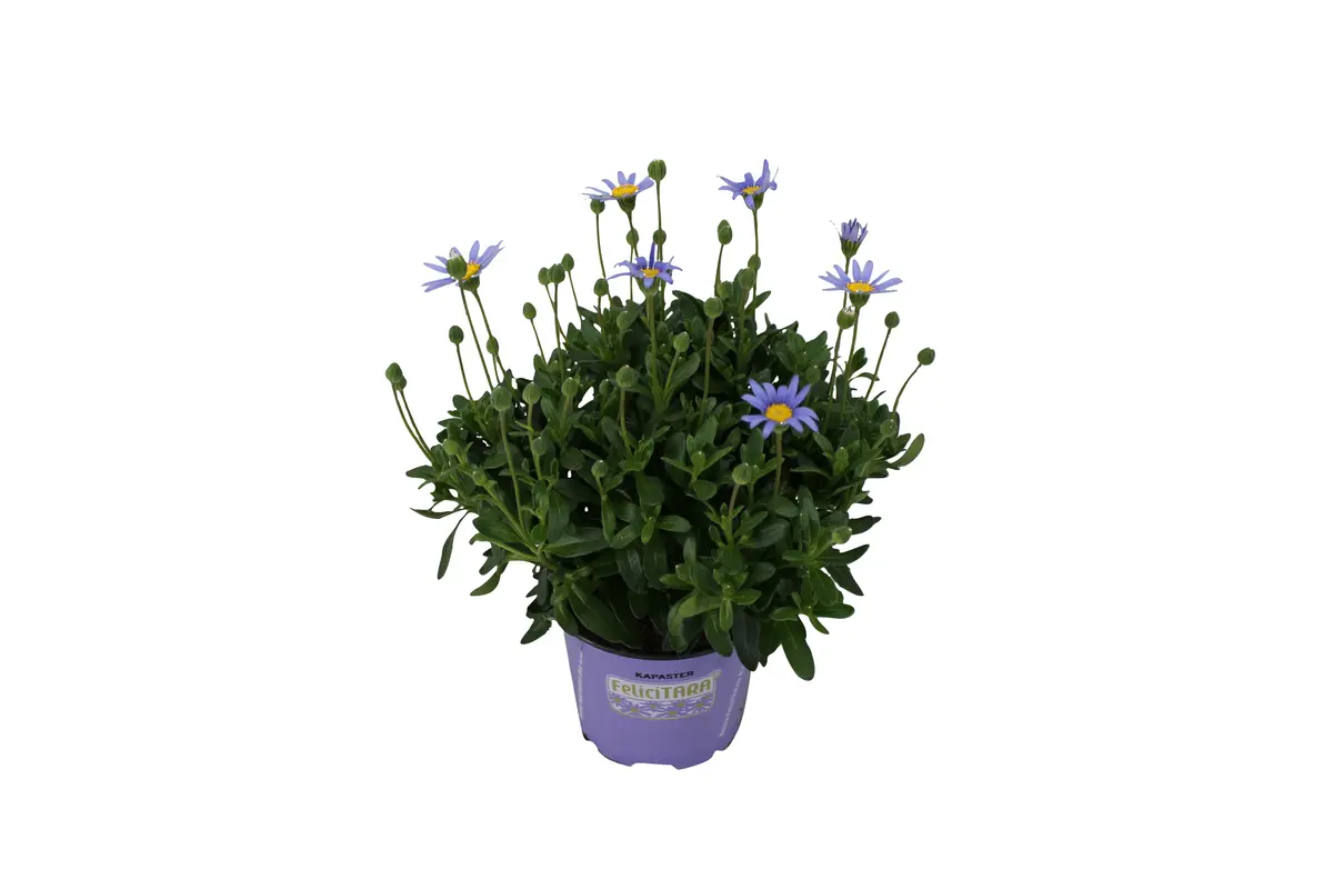 Felicia 'Felicitara'