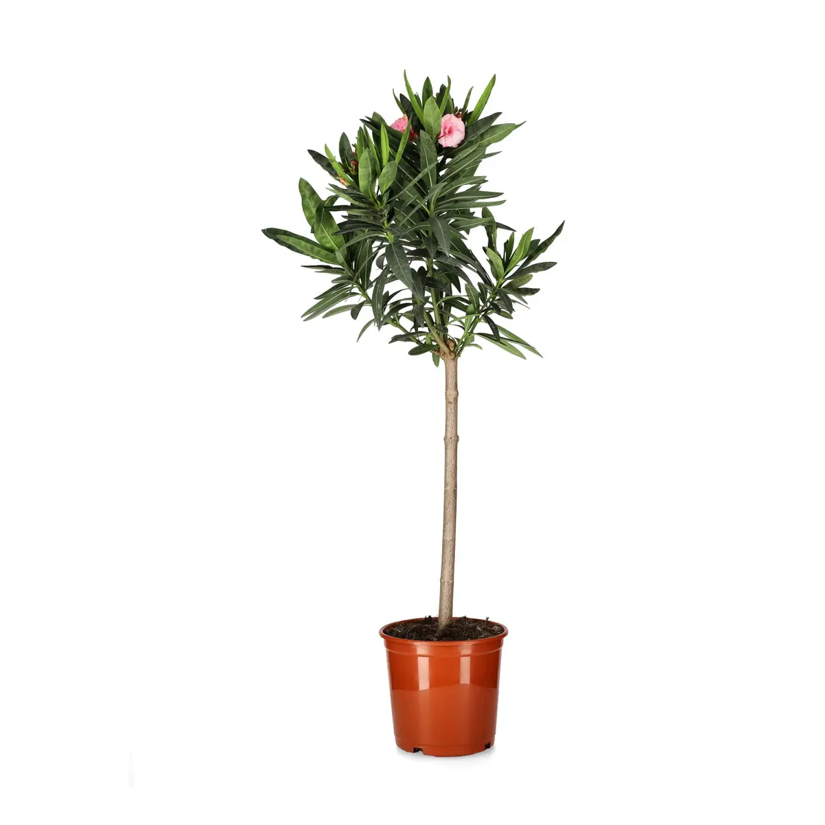 Oppstammet oleander