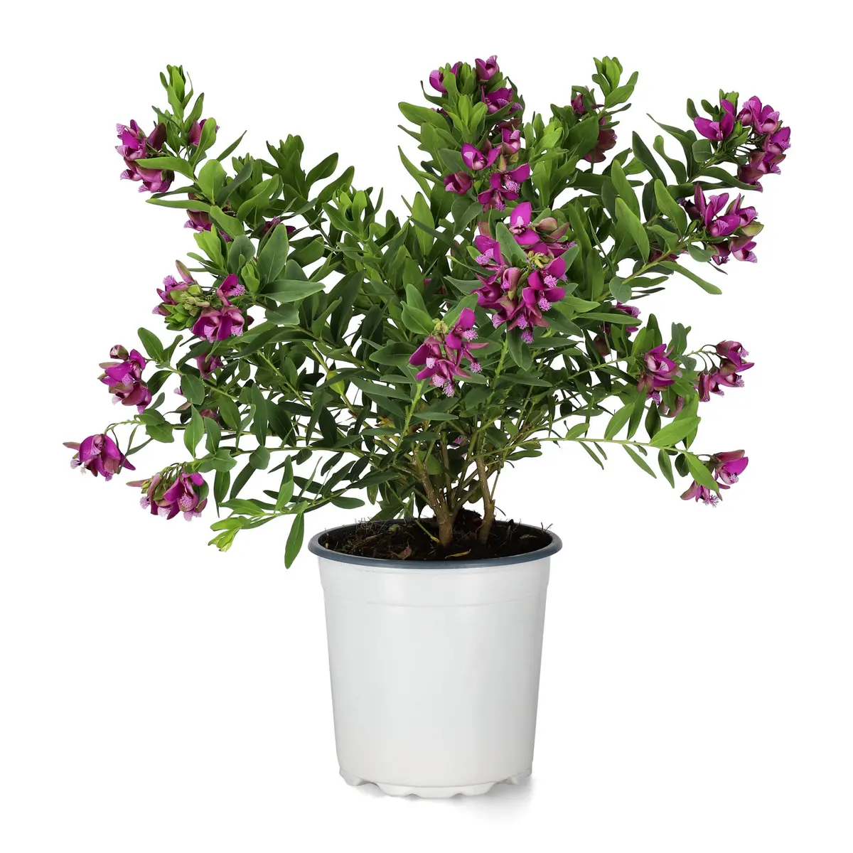 Polygala myrtifolia