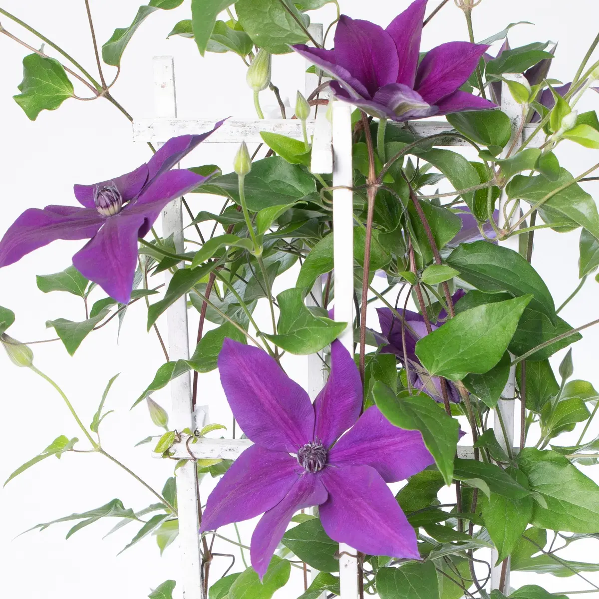 Hageklematis MASA
