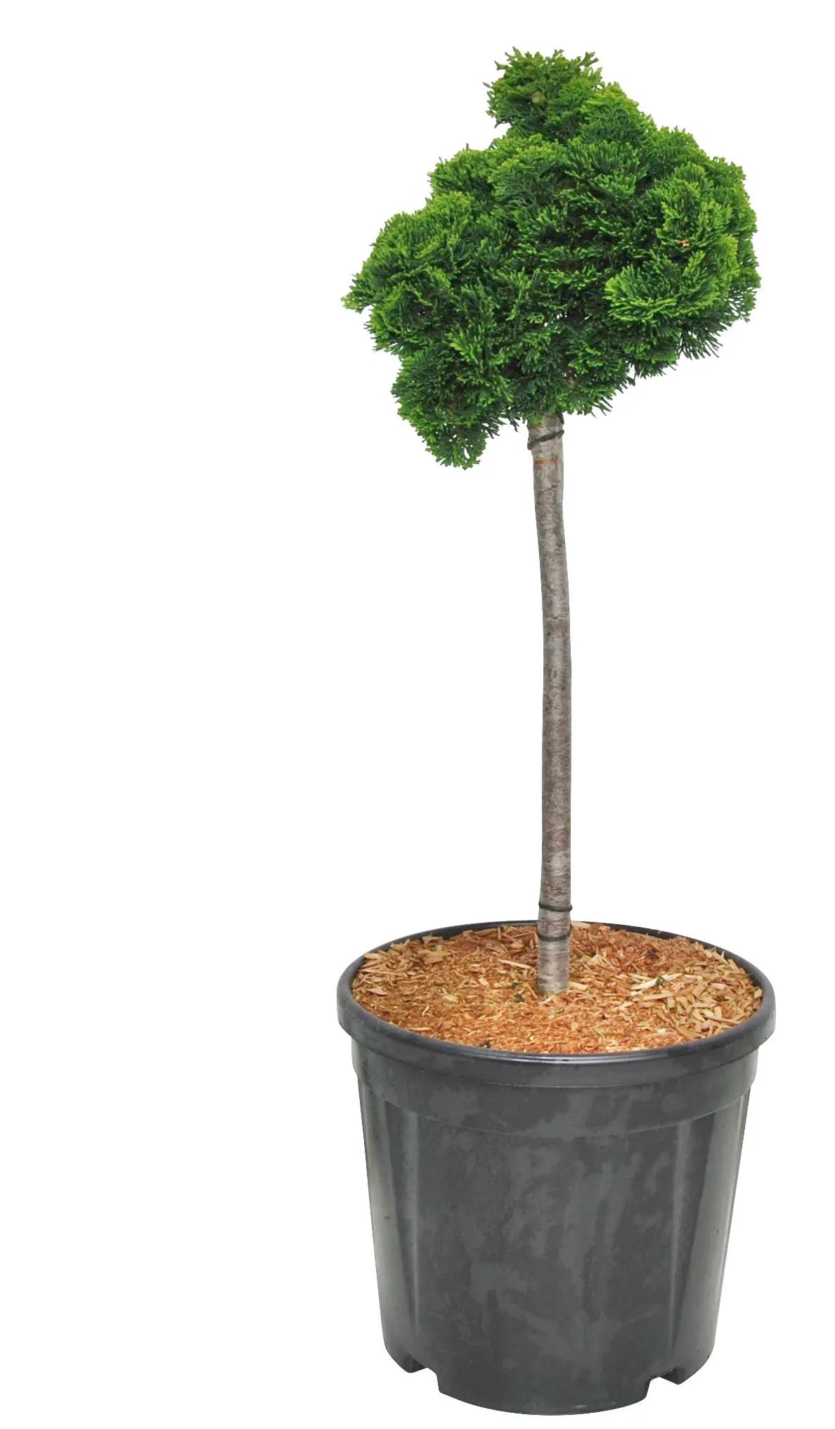 Solsypress 'Nana Gracilis' på stamme