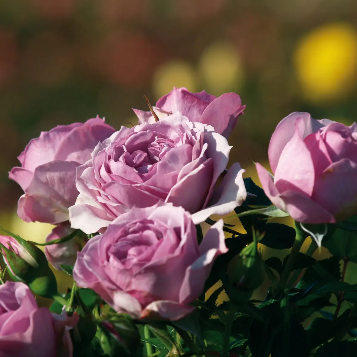 Klaserose LAVENDER FLOWER CIRCUS®