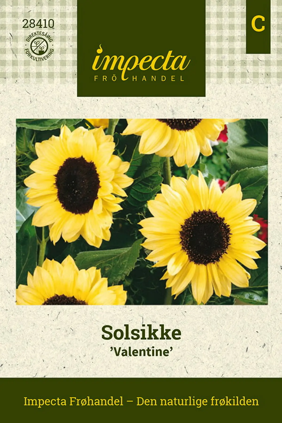 Solsikke 'Valentine'