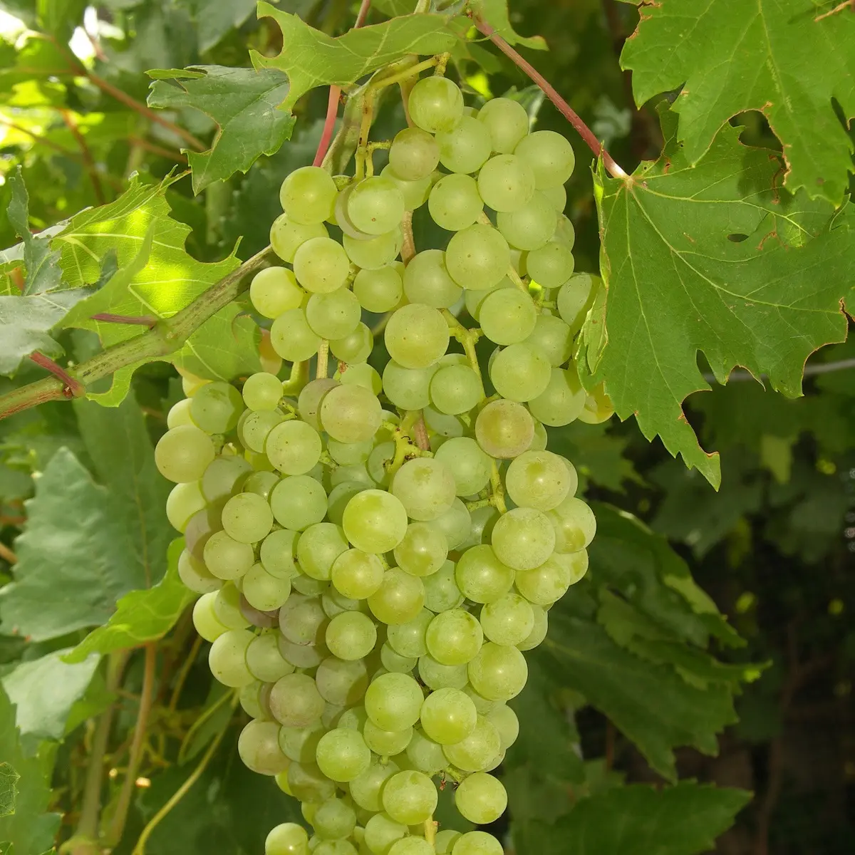 Labruscavinranke 'Solaris'