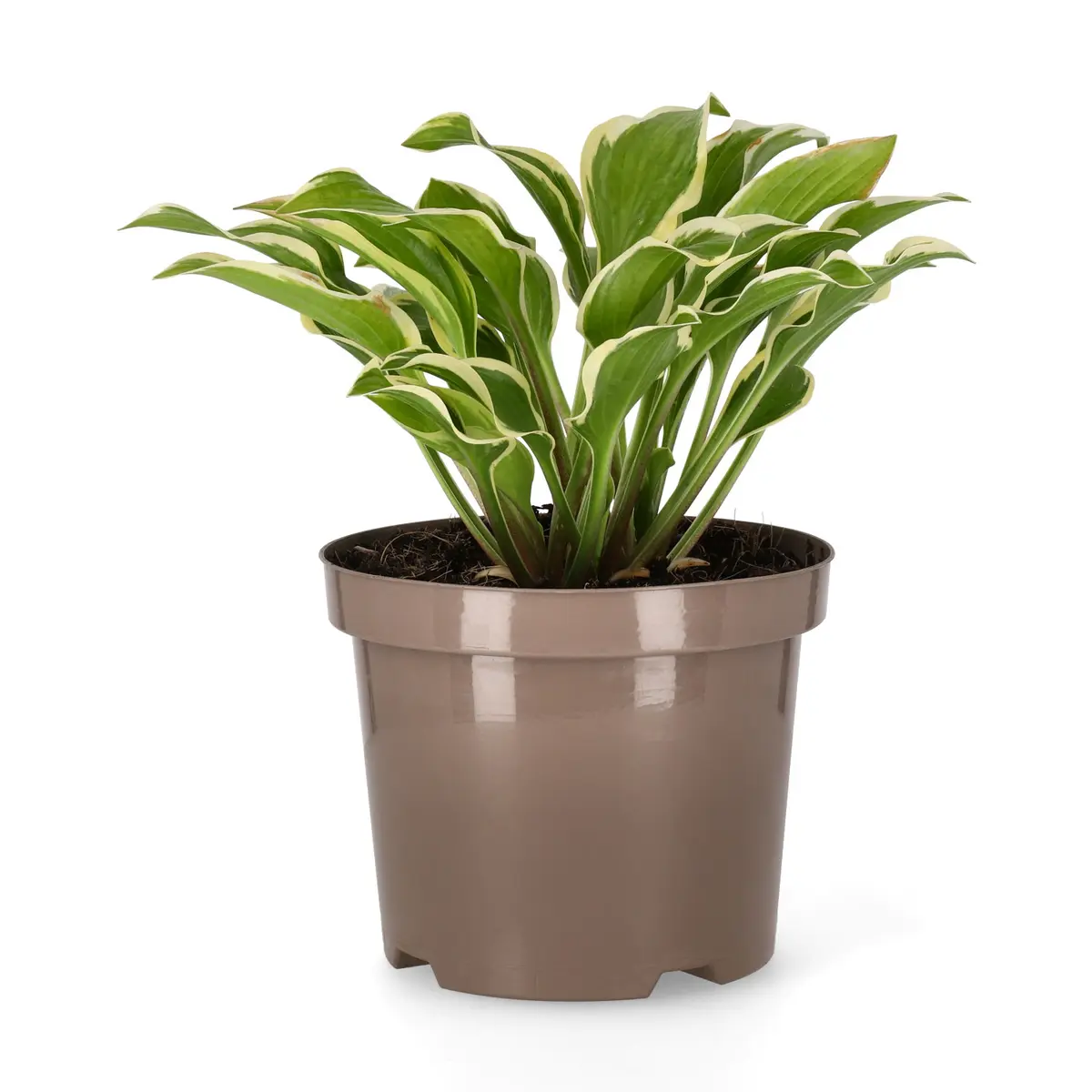 Bladlilje 'Queen Josephine'