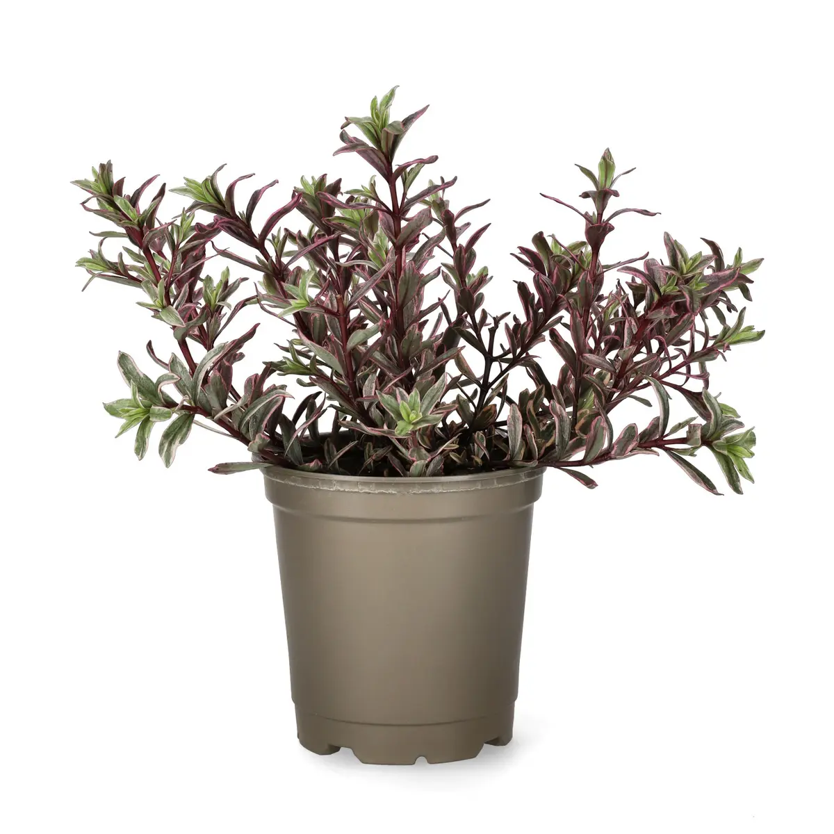 Hebe 'Magicolor'