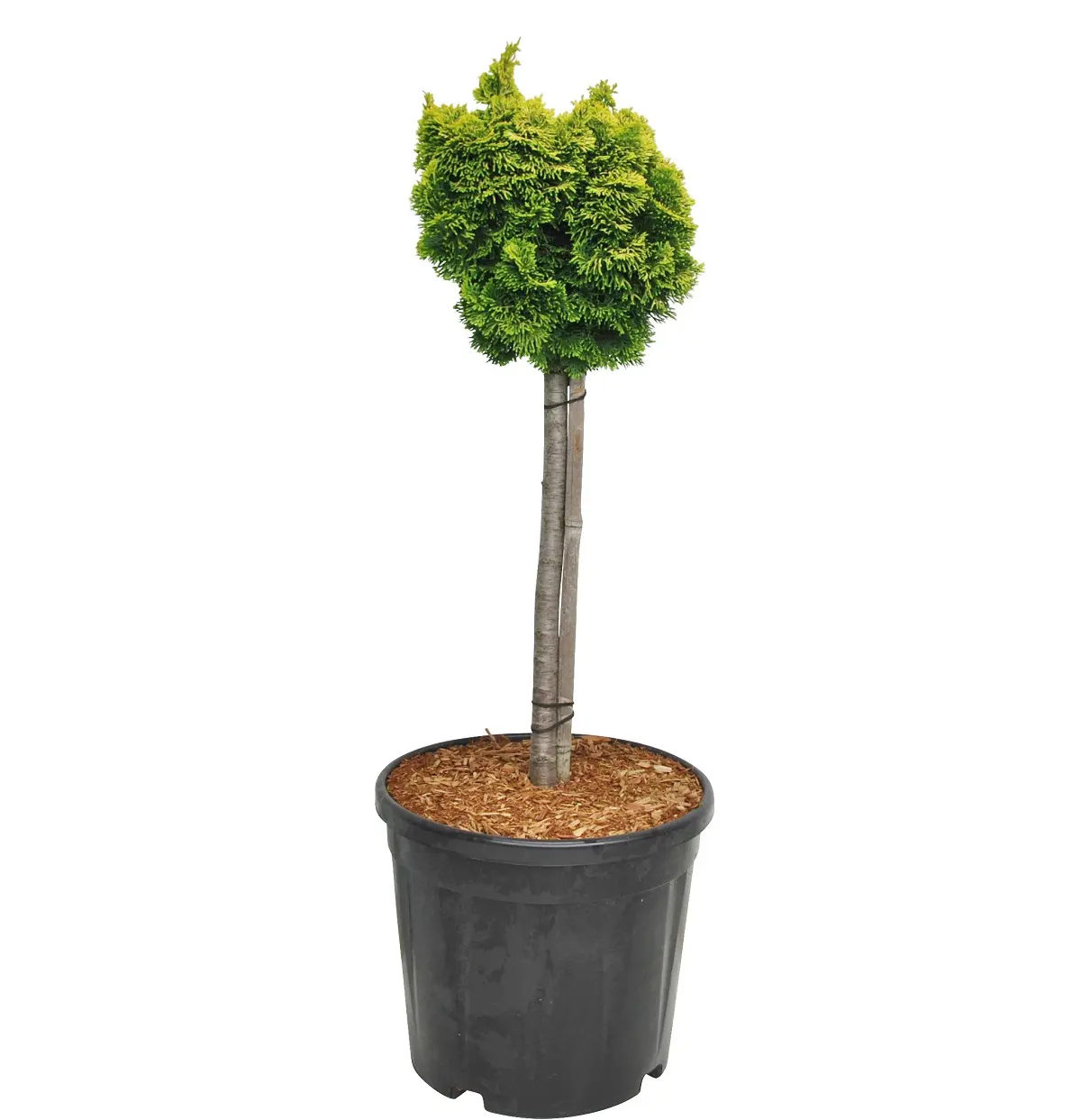 Solsypress 'Nana Aurea' på stamme