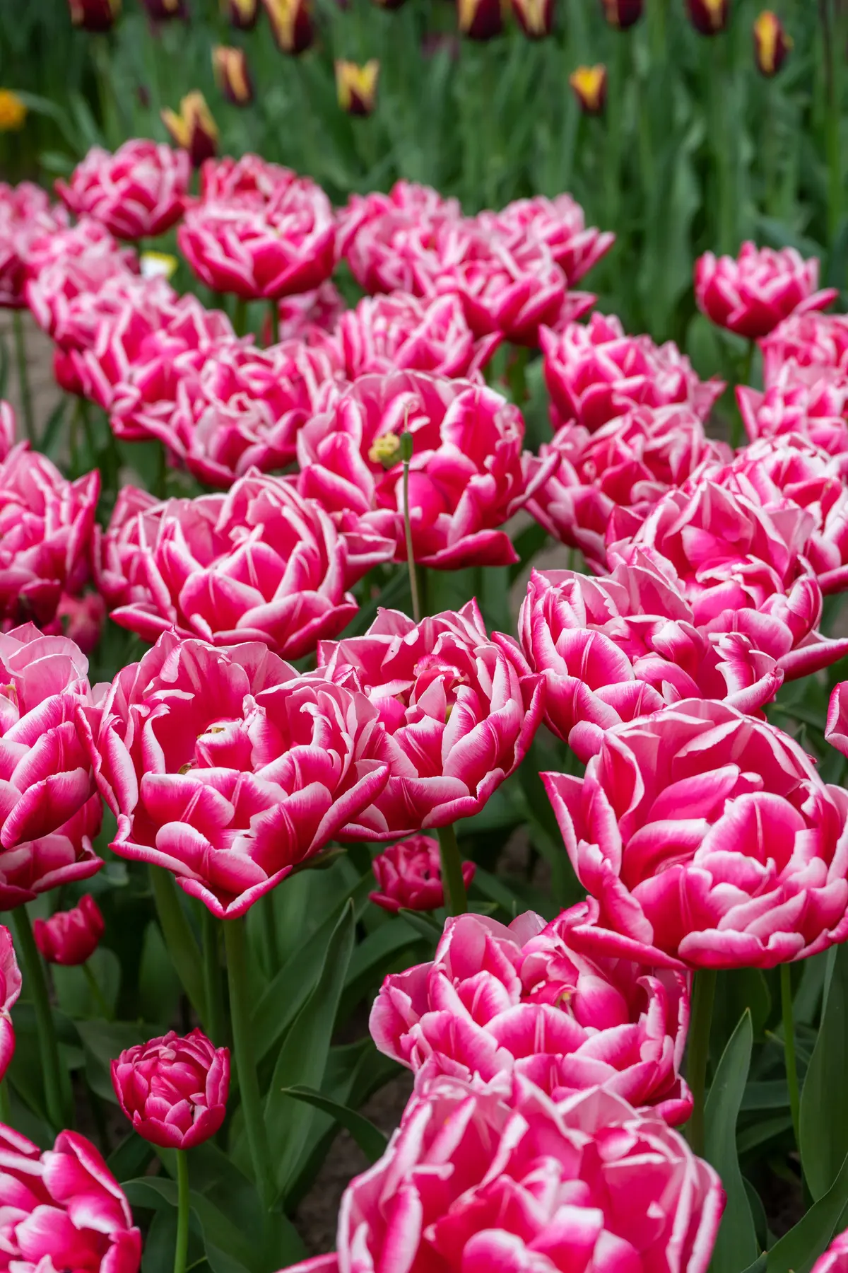 Tulipan 'Columbus' - 6 stk