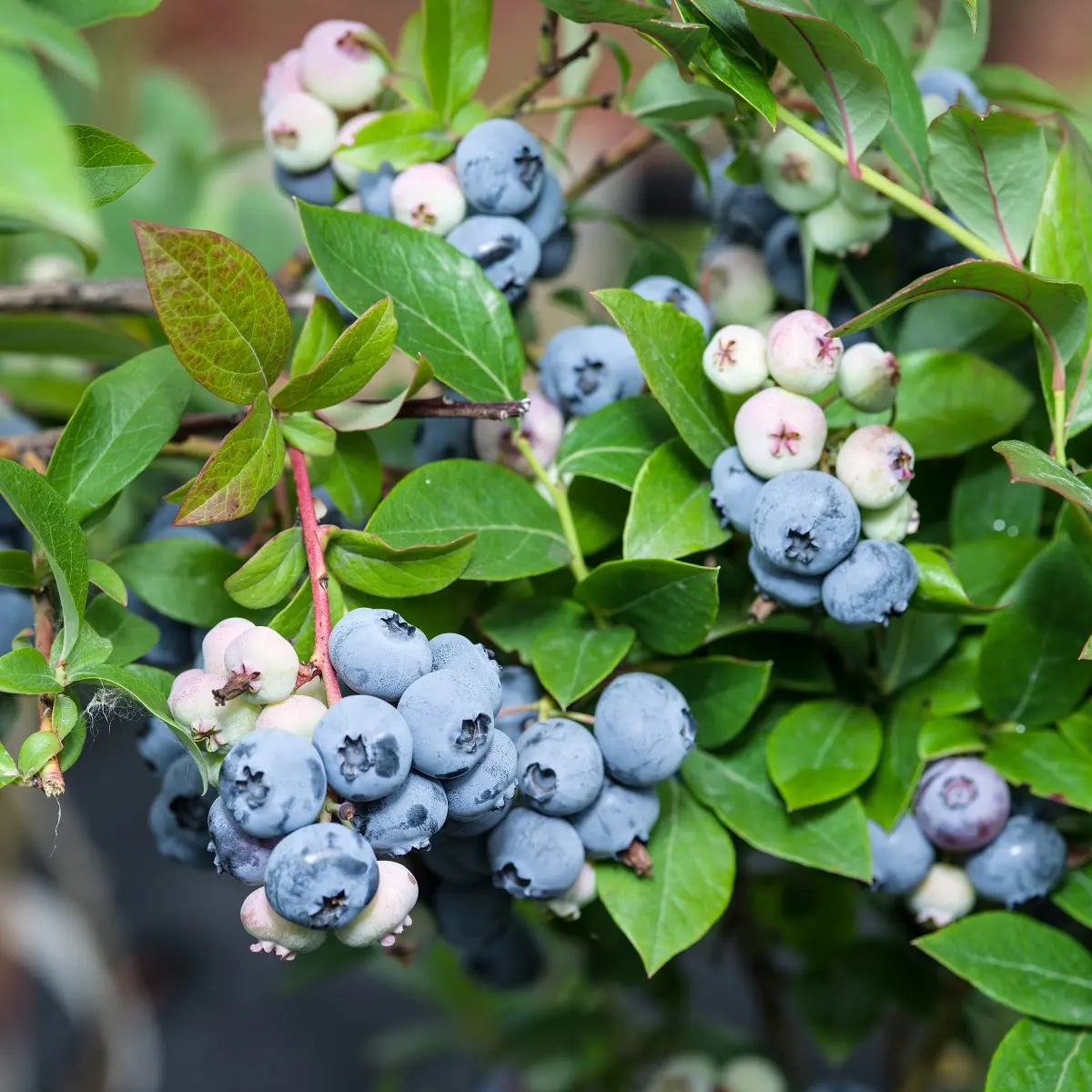Hageblåbær 'Bluecrop'