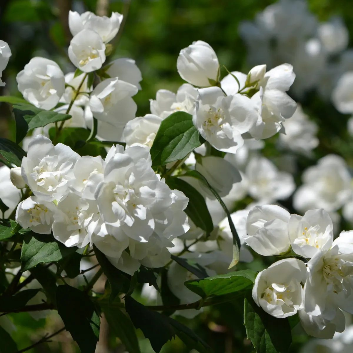 Hageskjærsmin 'Mont Blanc'