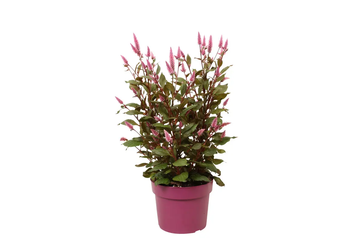Celosia 'Wild Pink'