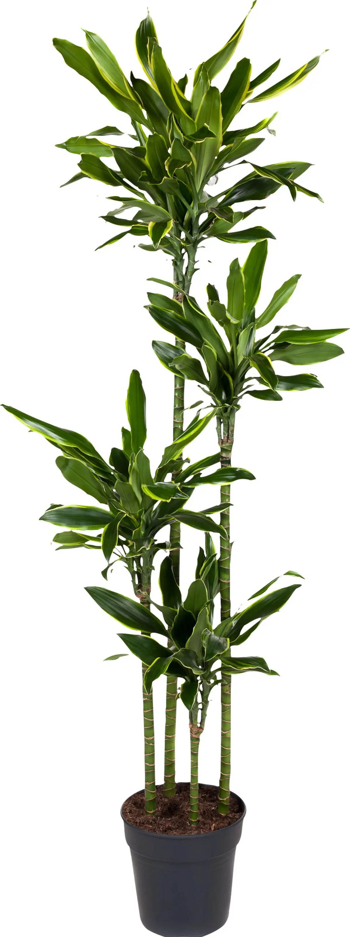 Dracaena