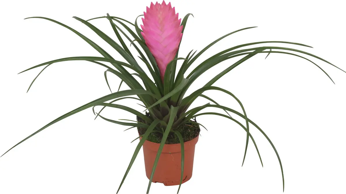 Tillandsia