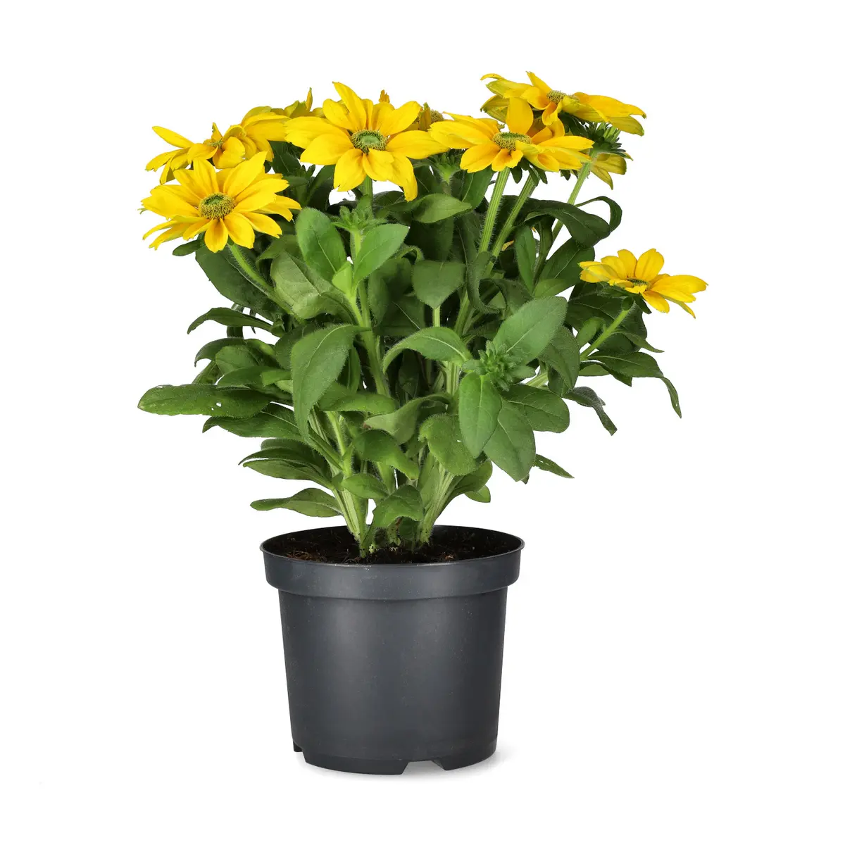 Sommersolhatt 'Sunbeckia’