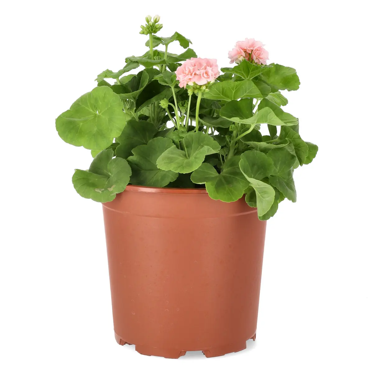Pelargonia 'Dronning Ingrid'