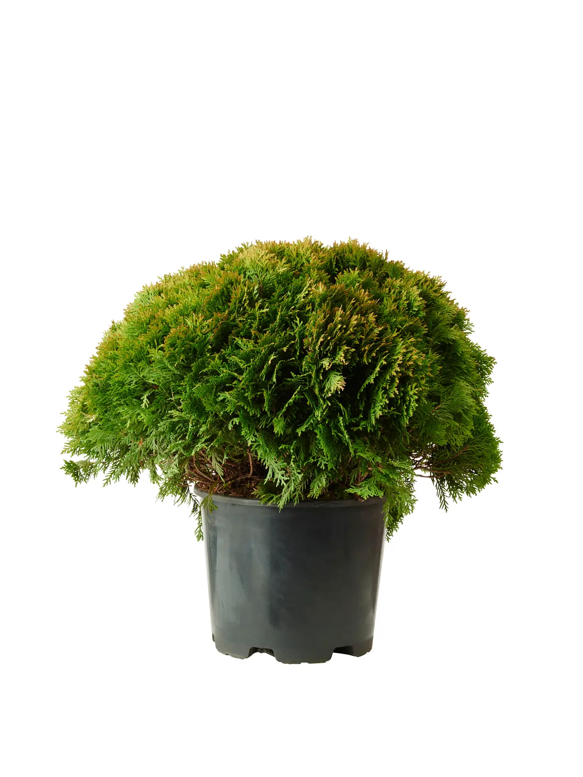 Tuja 'Danica'