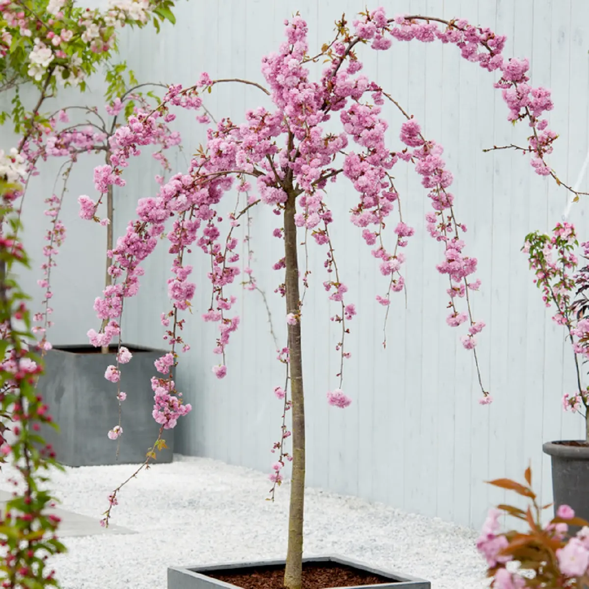 Japansk hengekirsebær 'Kiku-shidare-zakura' på stamme