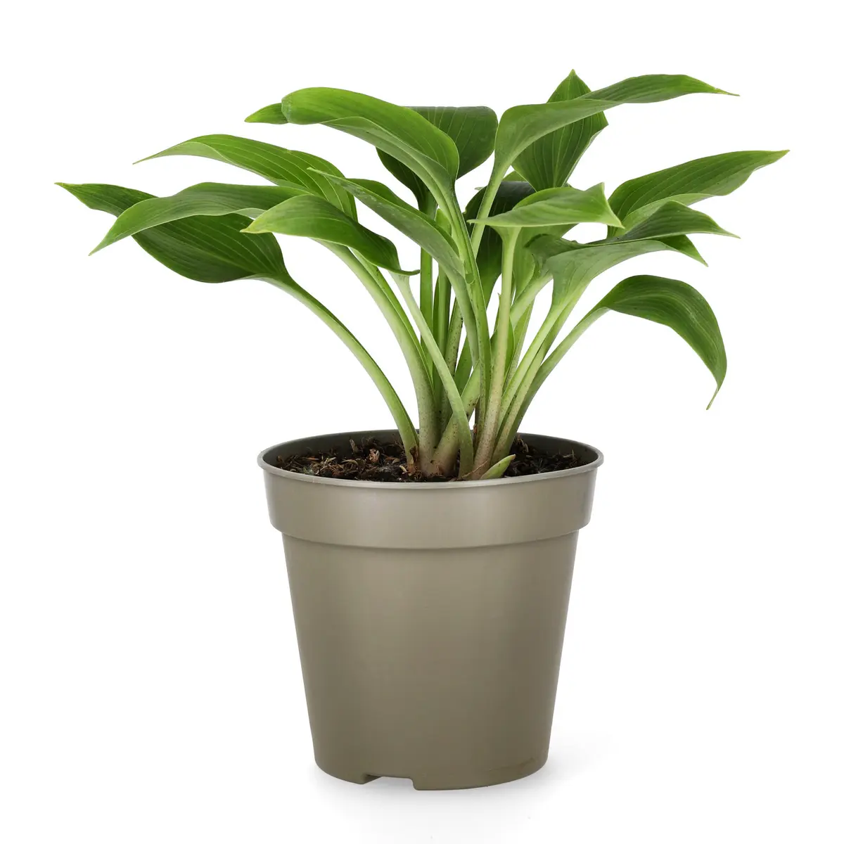 Bladlilje 'Halcyon'