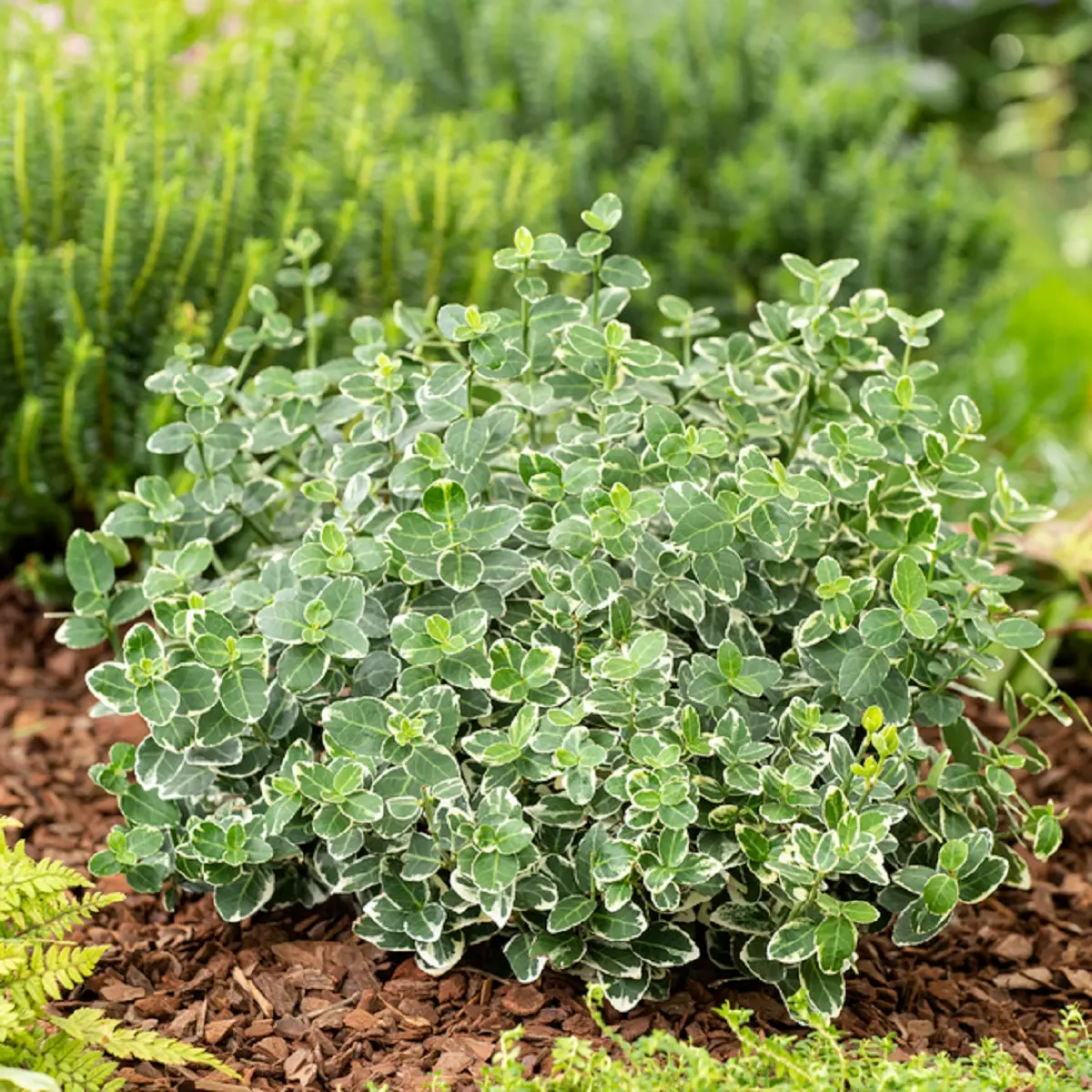 Beinved 'Emerald Gaiety'