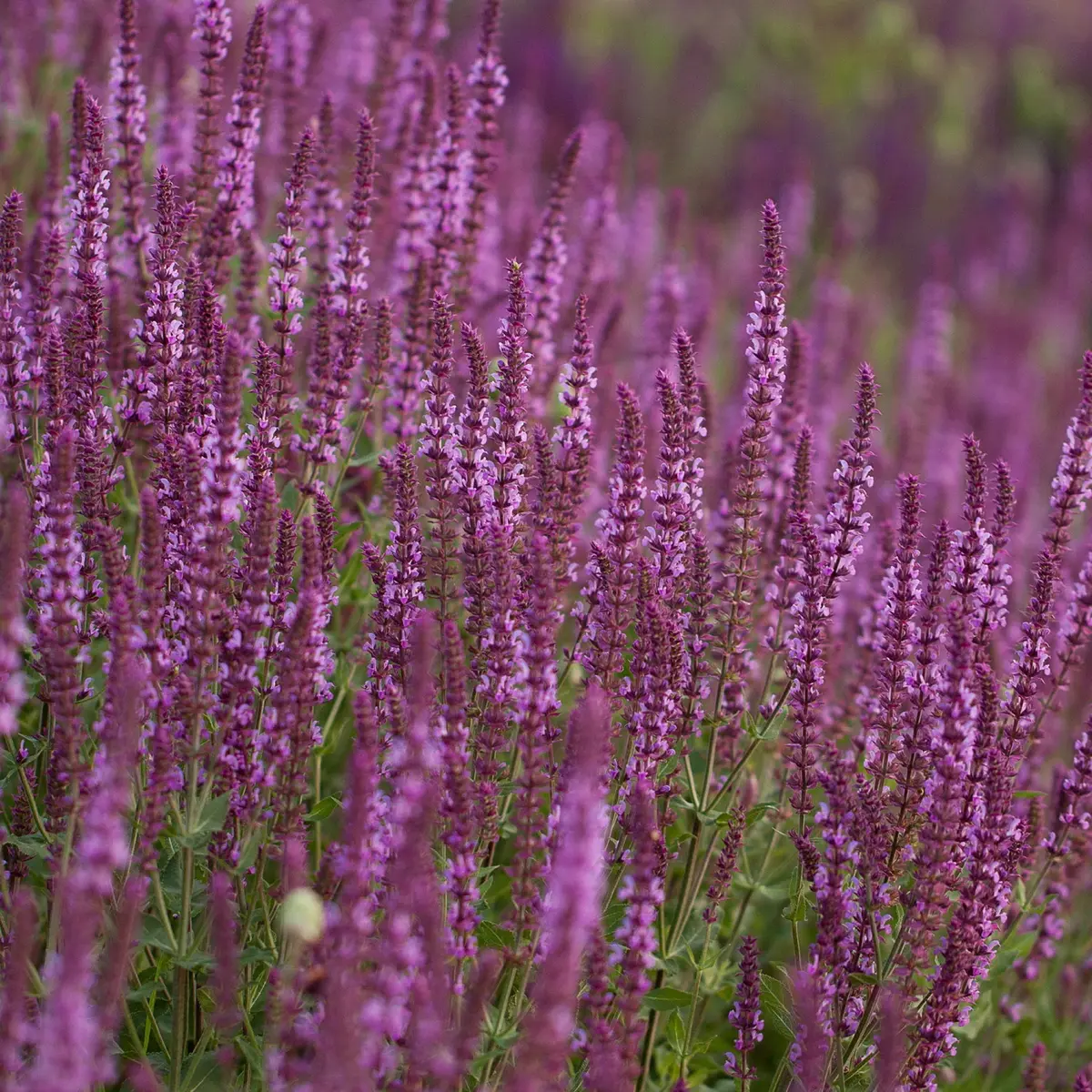 Steppesalvie 'Pink Marvel'