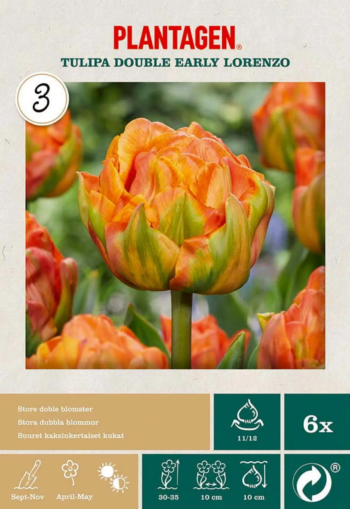 Tulipan 'Lorenzo'