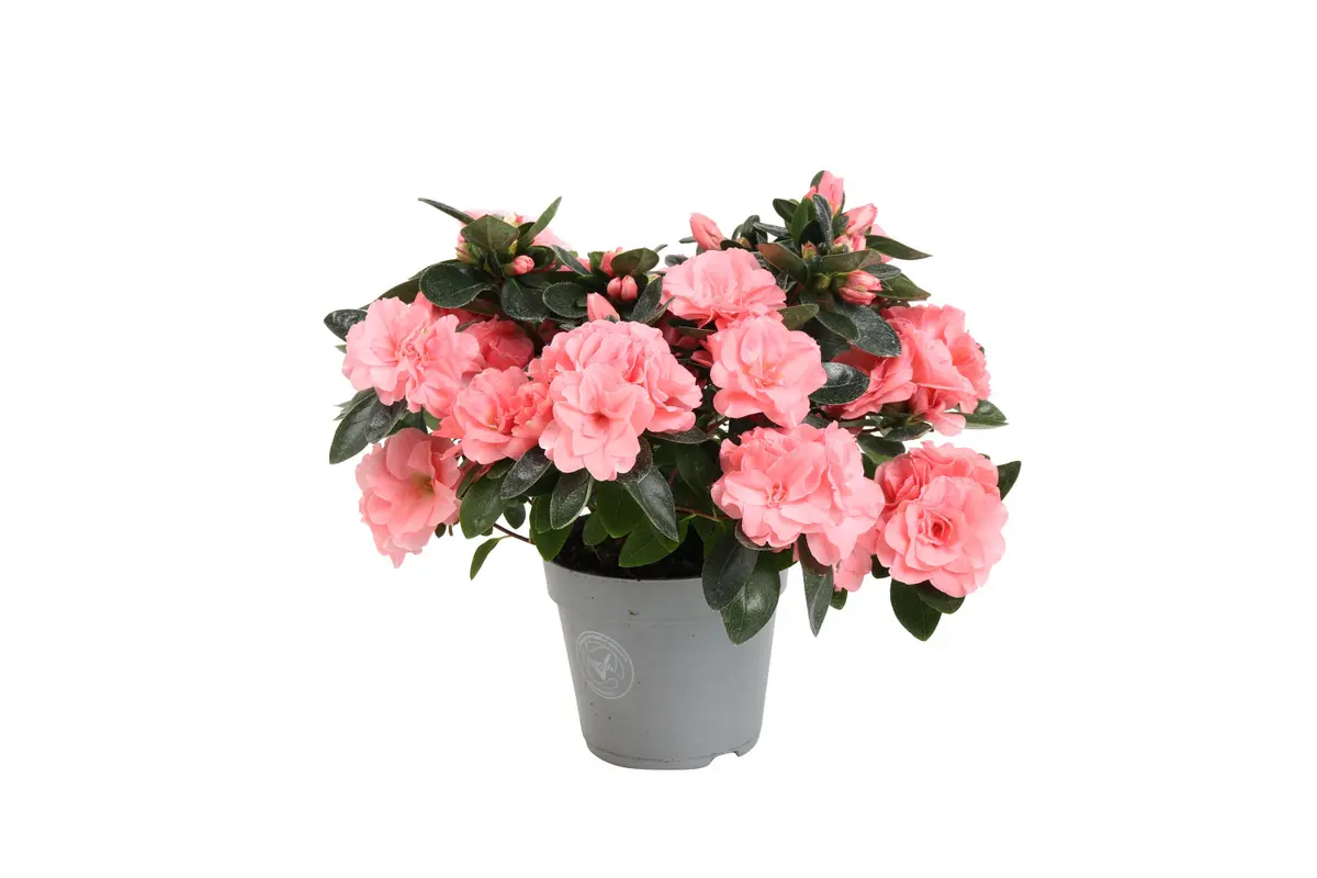 Asalea 'Aiko Intens Rose'