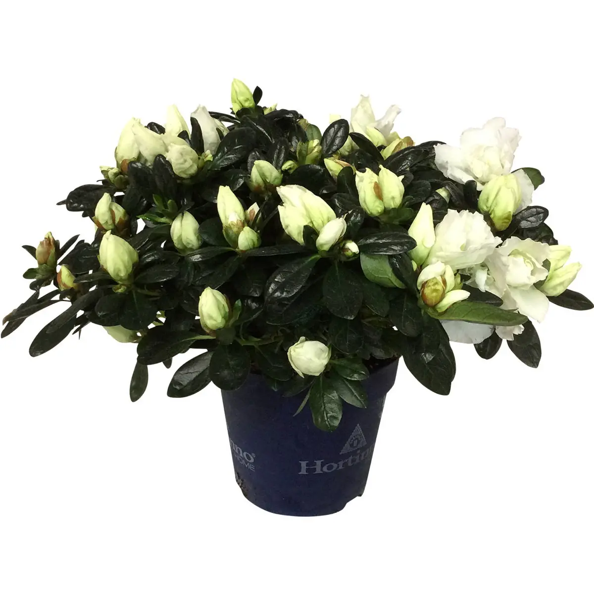 Asalea 'Christine Belli'
