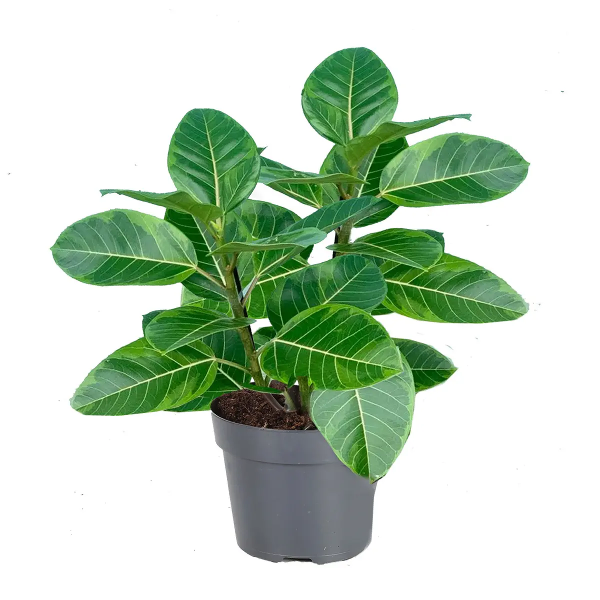 Ficus altissima