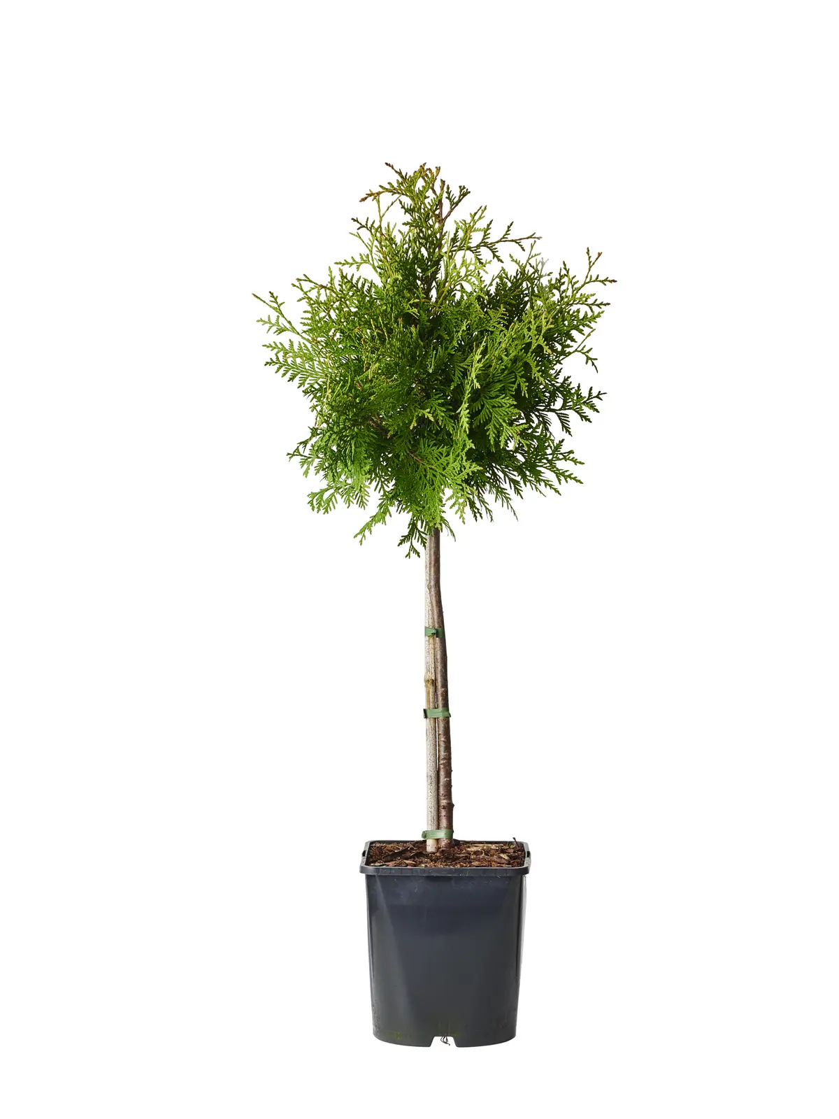 Tuja 'Brabant'