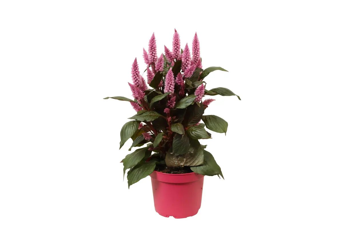 Fjørkam 'Merida Pink'
