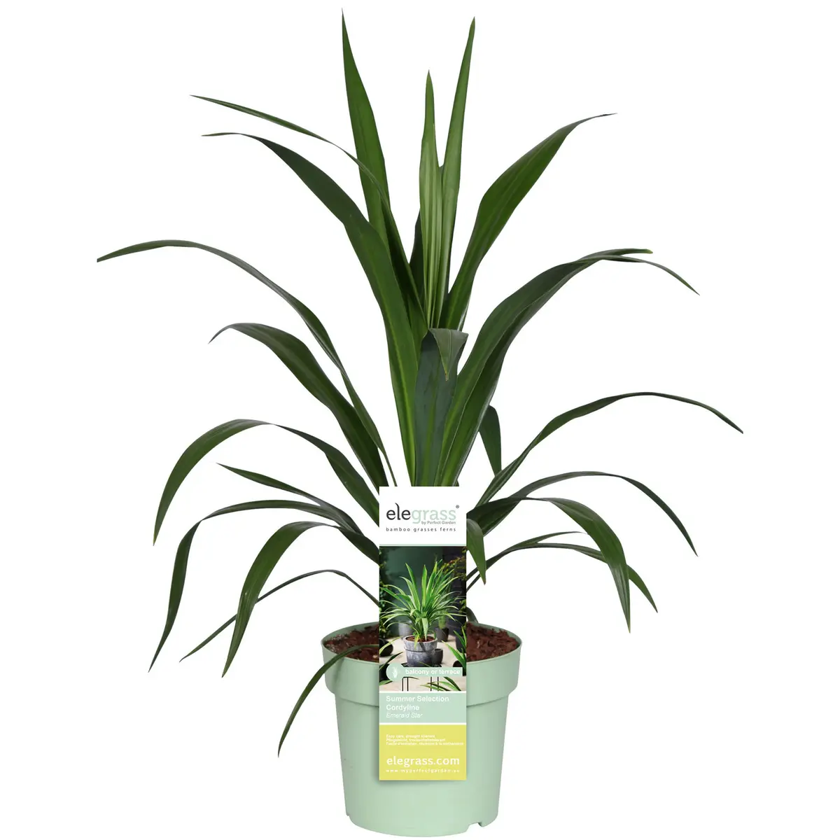 Australiadrakelilje 'Broadsword' EMERALD STAR