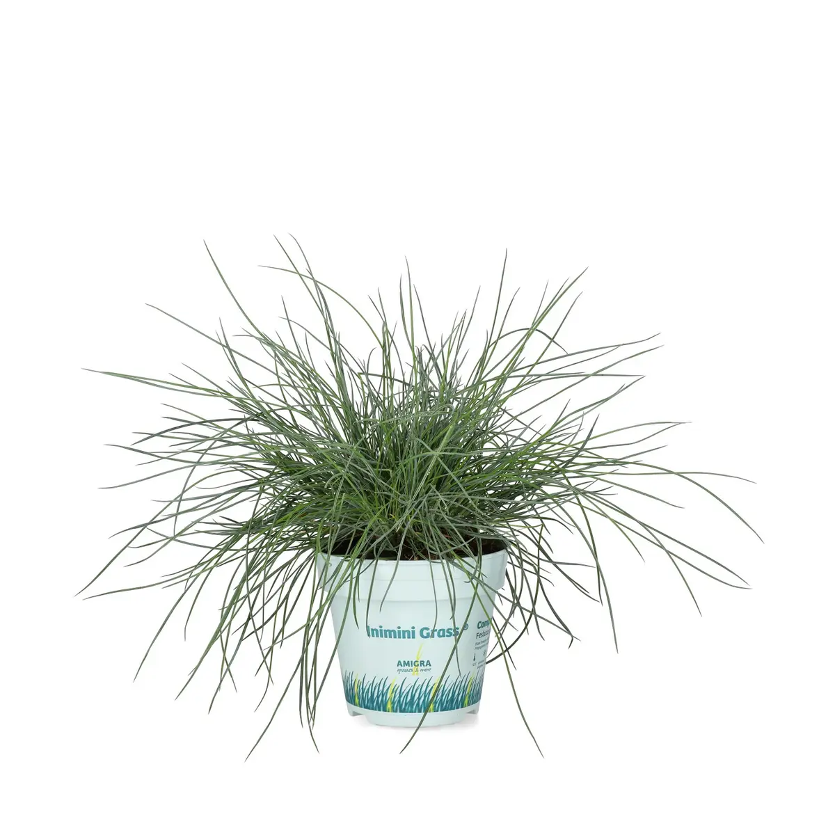 Blåsvingel 'Compact Blue'
