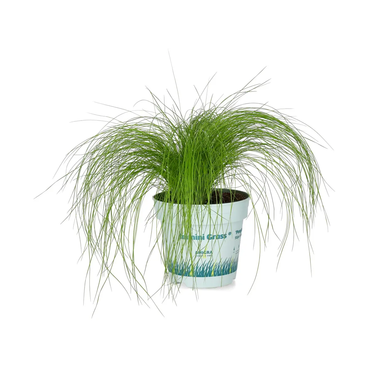 Penselfjørgras ’Pony Tails’