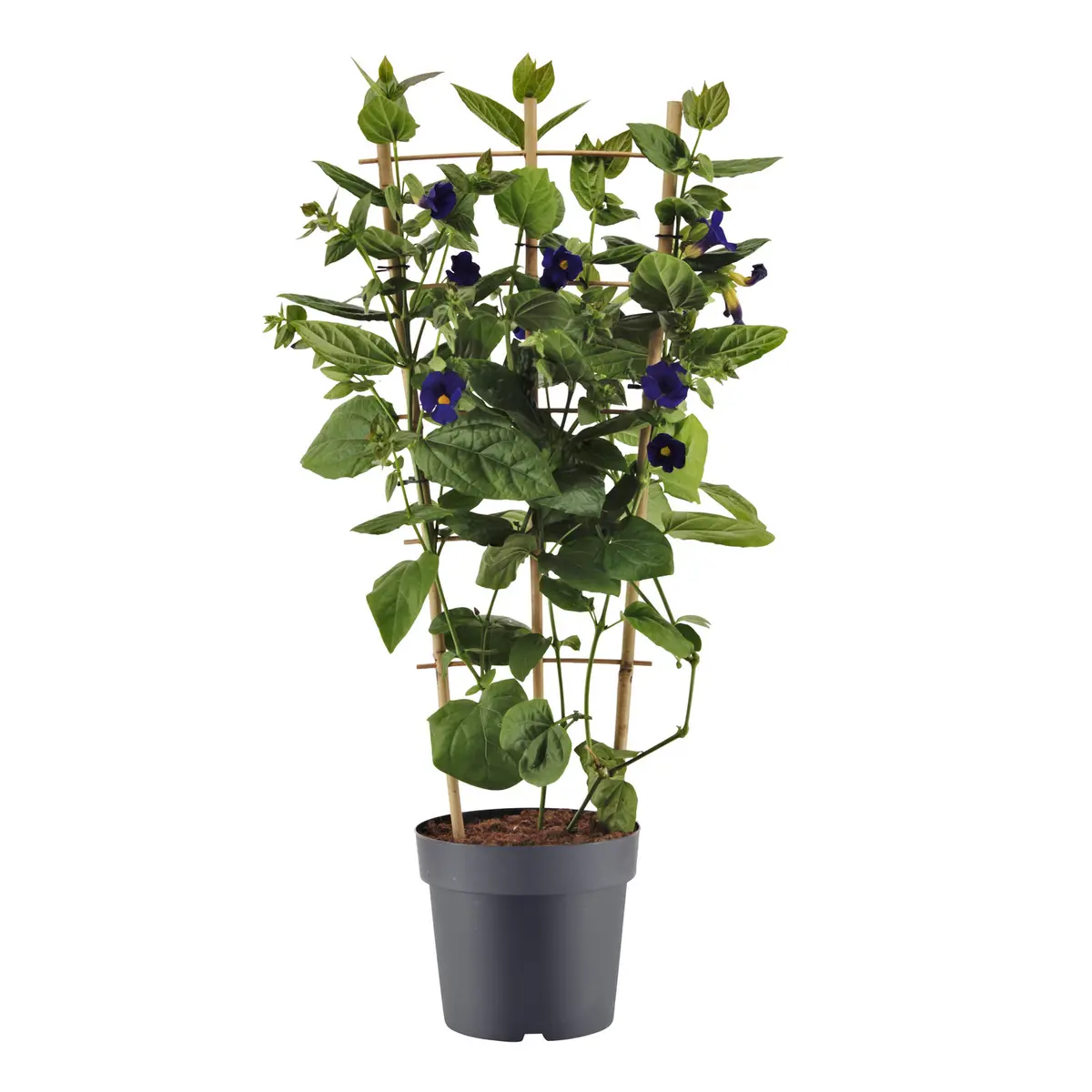 Blå Thunbergia