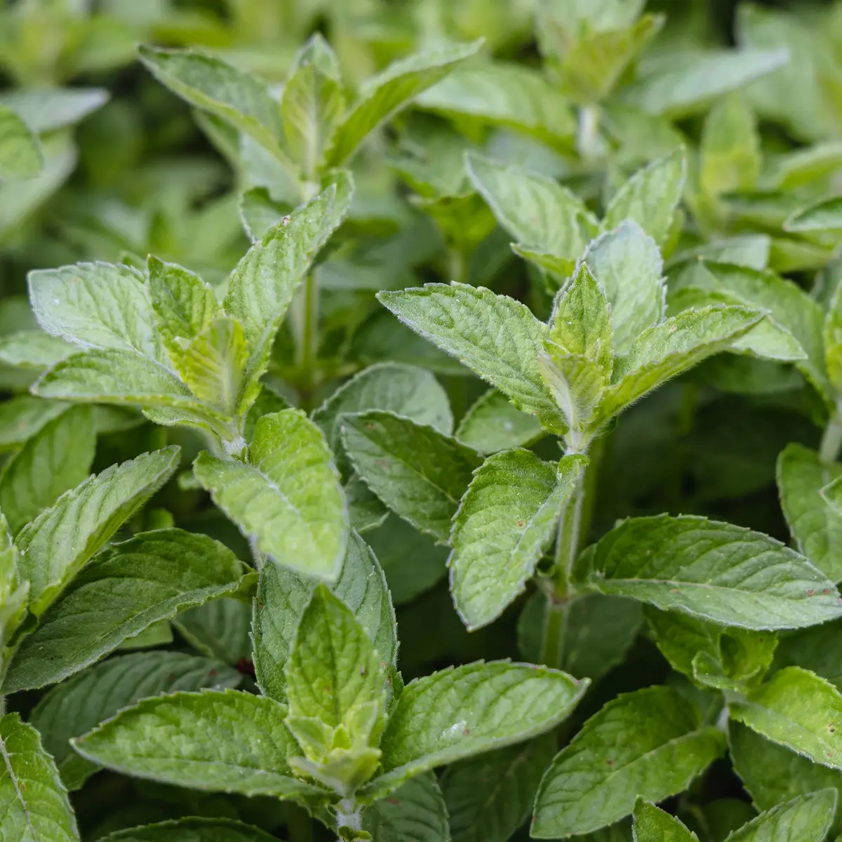 TEA Peppermynte 'Lemon'