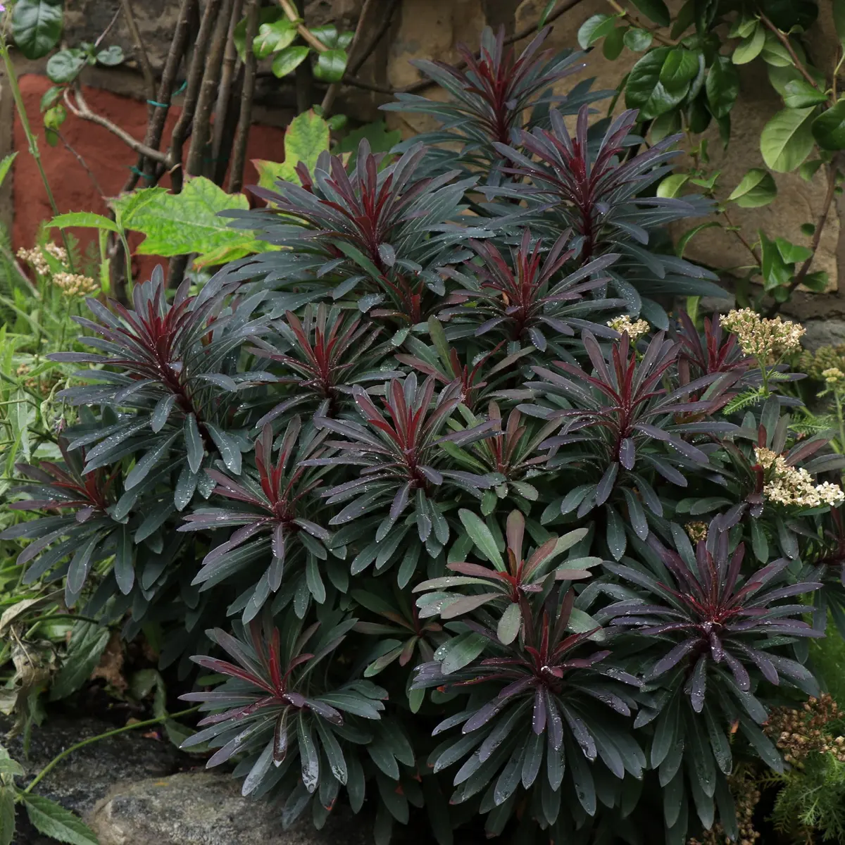 Vortemelk MINERS MERLOT 19cm