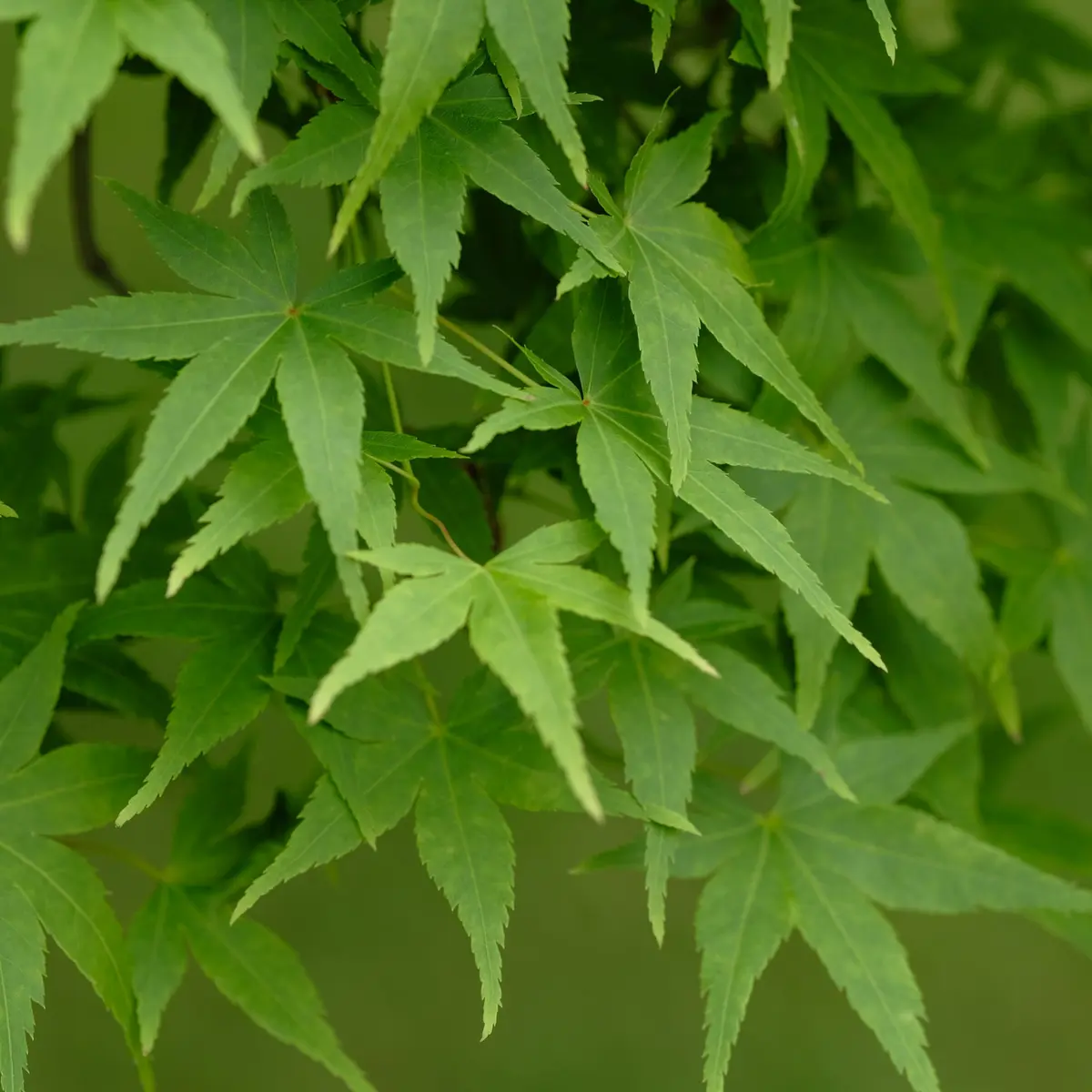 Viftelønn 'Going Green'
