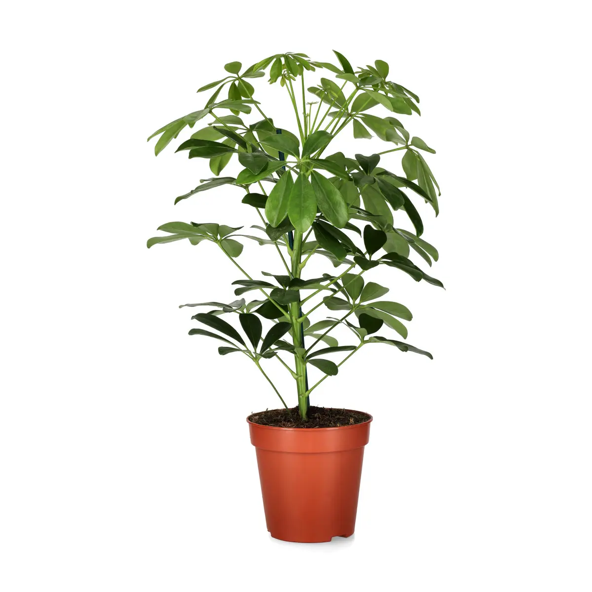 Paraplytre ‘Nora’