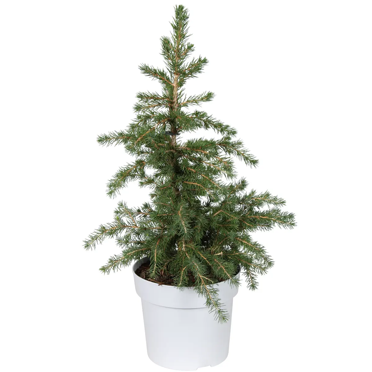 Hvitgran 'Little Nordic'