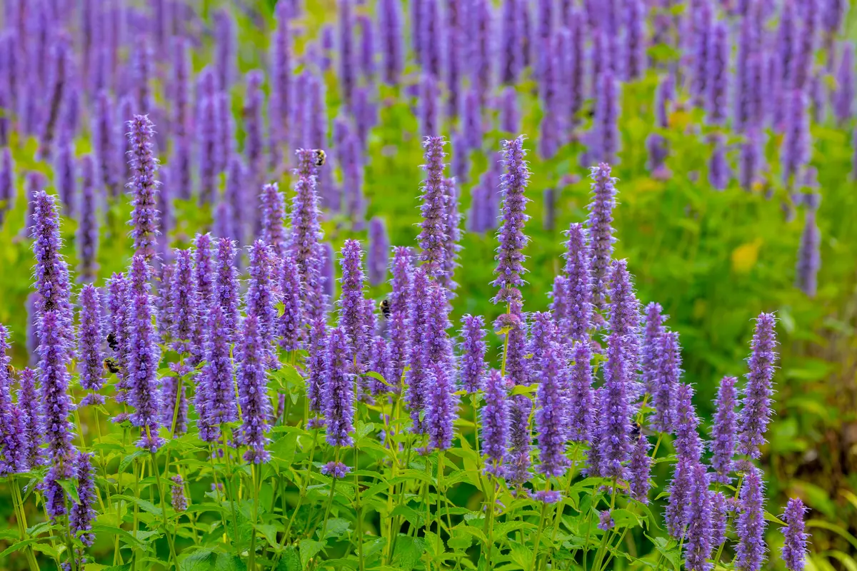 Koreamynte  'Blue Fortune'