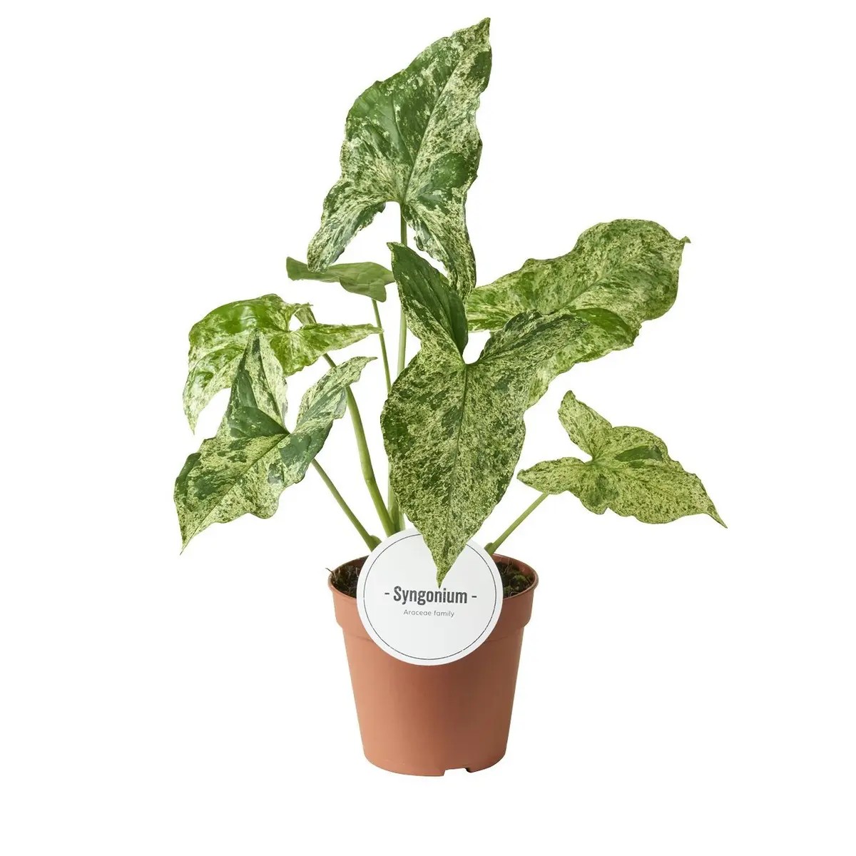 Syngonium 'Mottled'