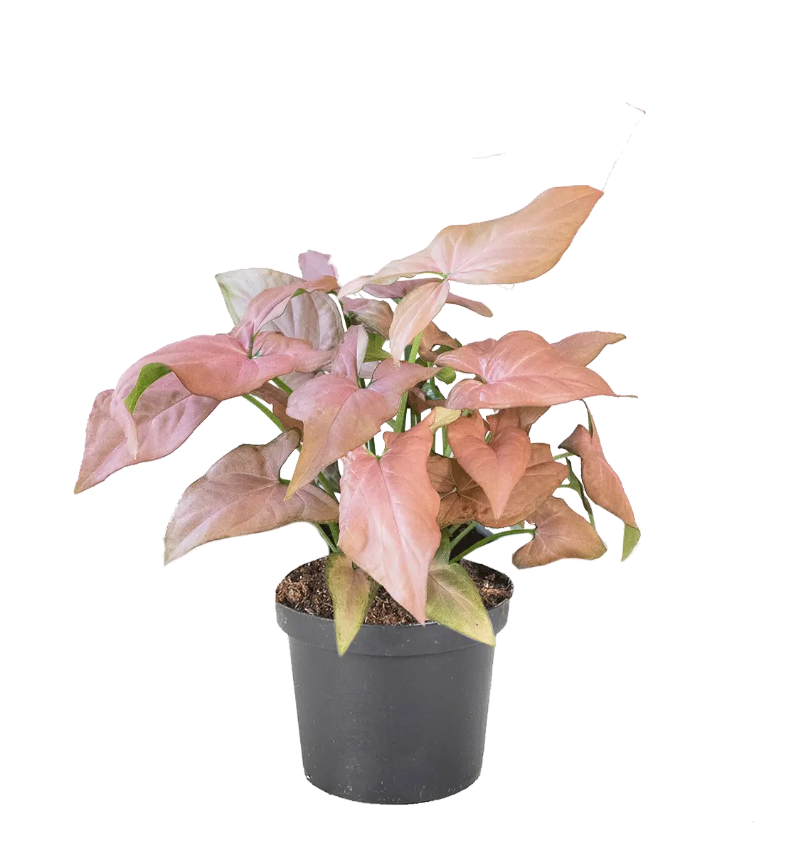 Syngonium 'Strawberry Ice'