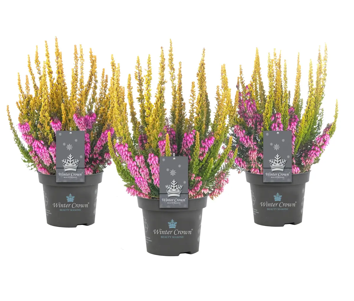 Lyngplante 'Winter Crown'