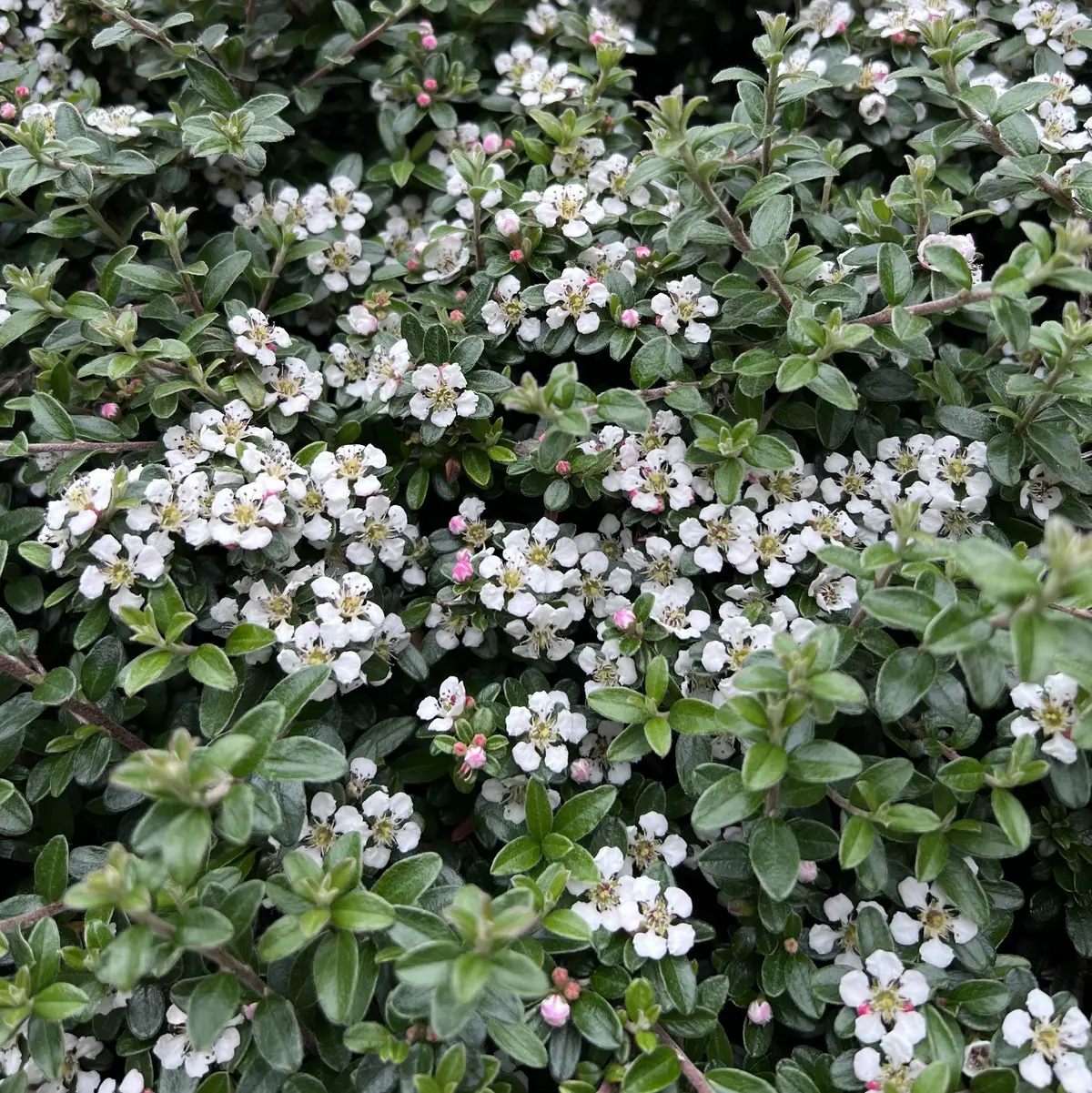 Vintermispel 'Coral Beauty'