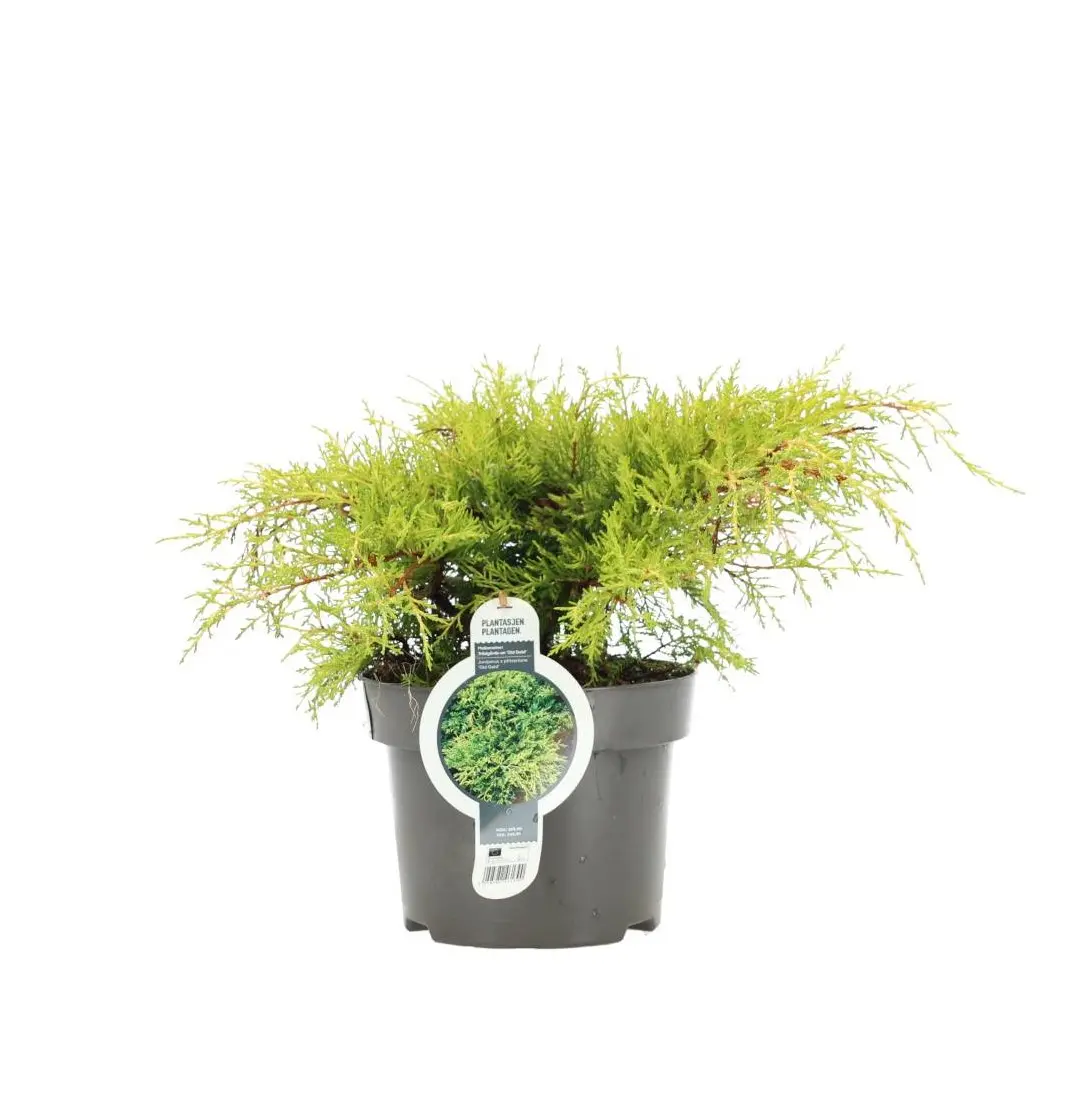 Gammel gull einer (Juniperus x pfitzeriana)