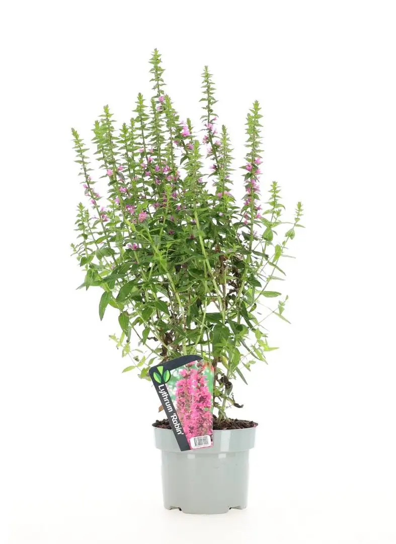 Lythrum flerårig plante 17 cm