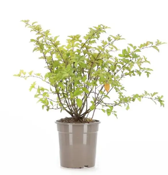 Sargents eplebusk (Malus toringo var. sargentii)