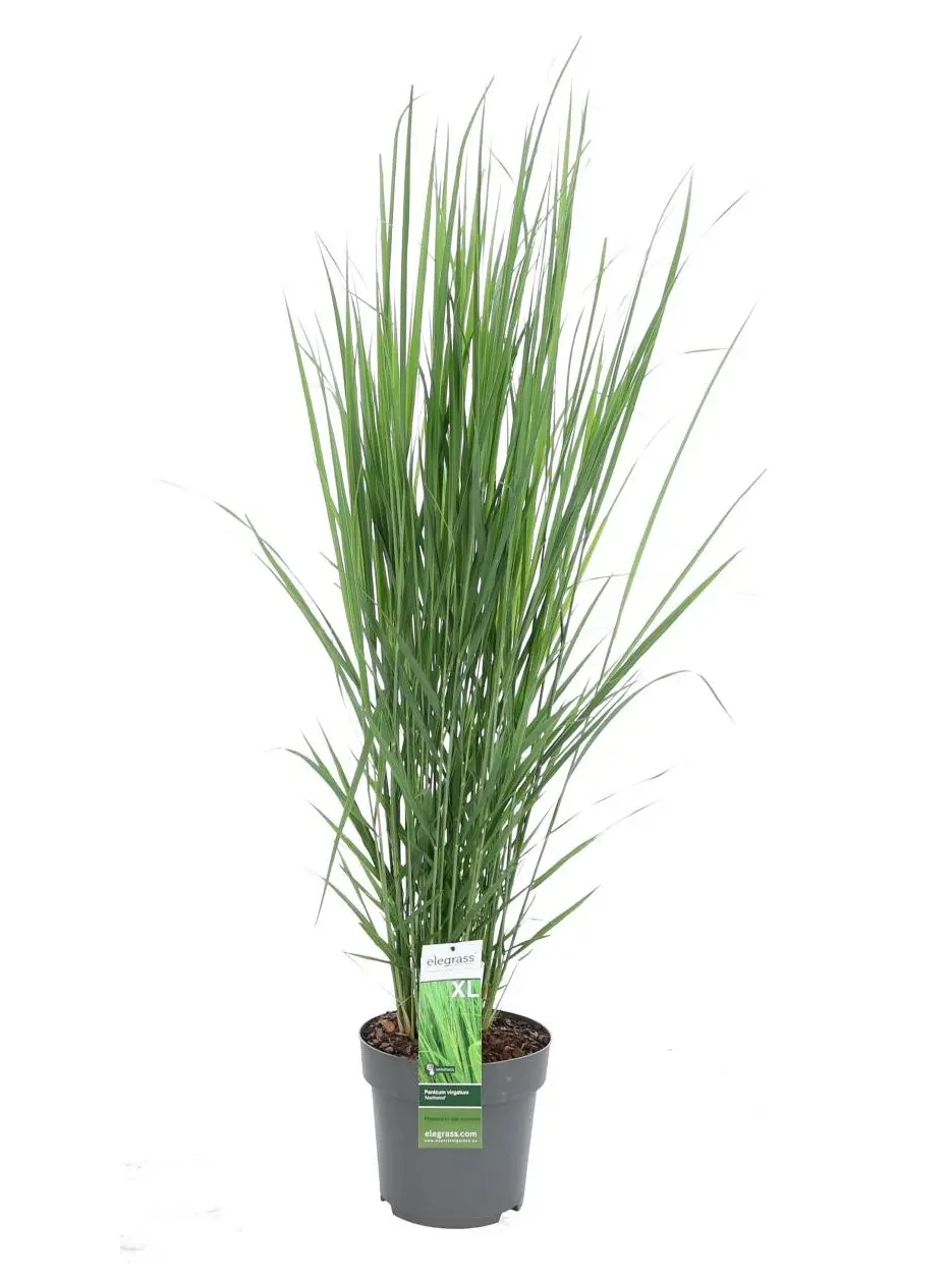 Panicum Virgatum 'Northwind' Flerårig gress